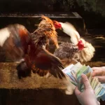 Những Cách Cá Cược Gà Chọi Luôn Thắng Dành Cho Tân Thủ