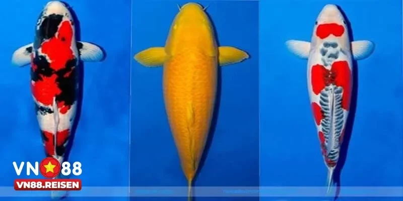 Mẹo chơi bắn cá koi hiệu quả để tăng tỷ lệ trúng thưởng cao nhất